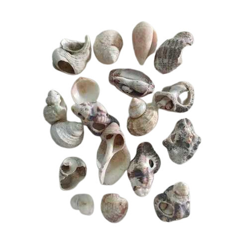 Handicraft Jewelry Used Artificial Hand Work Traditional and Mix Decor Aquarium Fish Tank Big Size Sea Shell - Product Type: Natural Stone