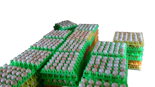 Cobb430Y Broiler Hatching Eggs - Egg Origin: Chicken