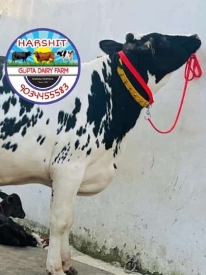 Dairy Hf Cow At Best Price In Karnal, Haryana | Gupta Dairy Farm