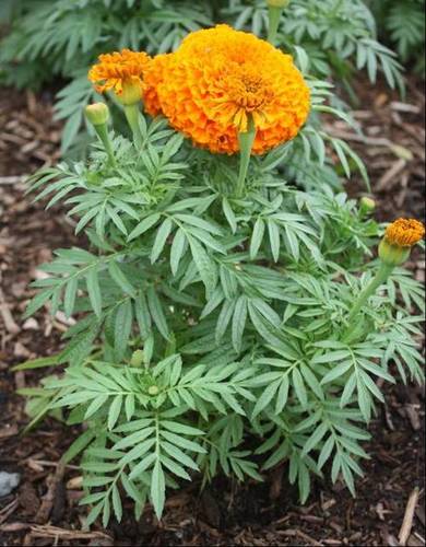 Yellow Natural Marigold Flower Plant