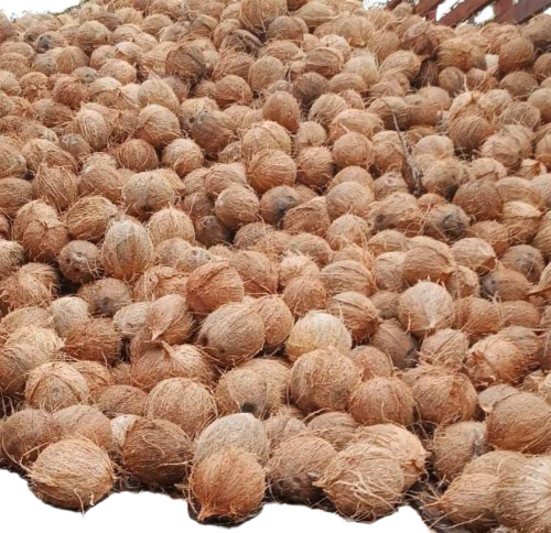 Fully Husked Coconut - Color: Brown
