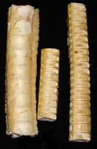 Fish Bone