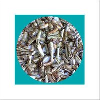 Dried Prawn Shell
