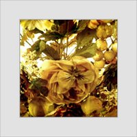 Dry Flowers