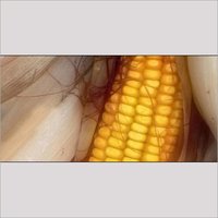 Maize