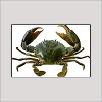 Crab