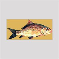 catan fish