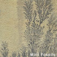 MINT FOSSILS SAND STONE