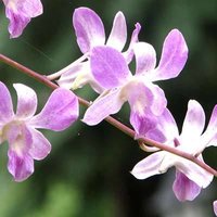 Incense Stick Fragrances
