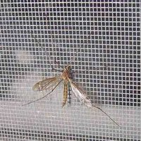 Insect Screen