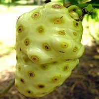 Noni Fruit Extract