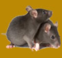 Pest Control Services