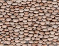 Toor (Pegion Peas)