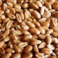 Wheat