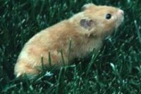 Rodent Control