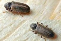 Termite Control