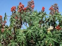Castor Oil