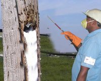 Honey Bee Removal Treatment Service
