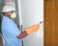 Powder Pest Beetless Treatment Service