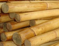 Andaman Cane
