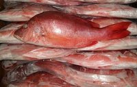 Red Snapper