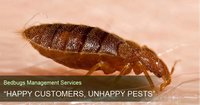 Bedbugs Management Service