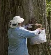 Bees Control Service
