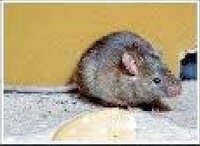 Commercial Pest Control Services