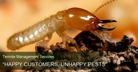 Termite Management Service