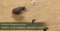 Woodborer Management Service