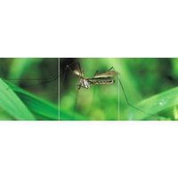 Mosquito Control Service