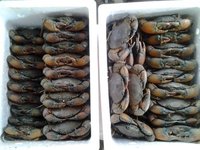 Mud Crabs