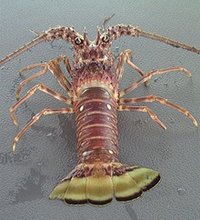 Spiny Lobster