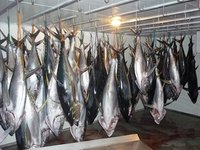 Yellowfin Tuna Fish