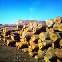 New Zealand Pine Logs