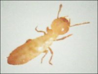 Termite Control Services
