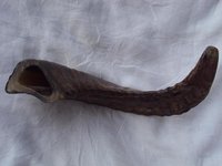 Sheep Horns