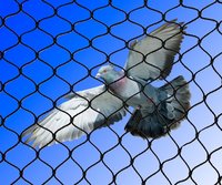 Bird Nets
