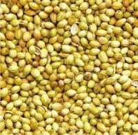 Coriander Seeds