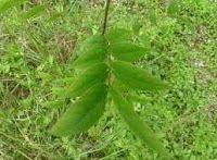Senna Leaves