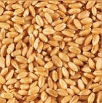 Wheats