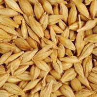 Barley Seeds