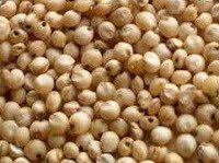 Sorghum