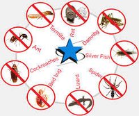 Cockroach Pest Control Treatment
