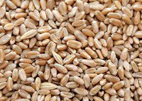 Wheat