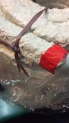 Ptfe Packing