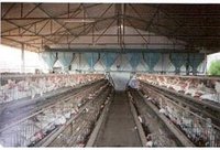 Layer Cages With Hopper Feeding System