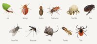 Commercial Pest Control Service