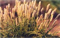 Psyllium Seeds Plant