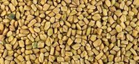 Fenugreek (Methi)